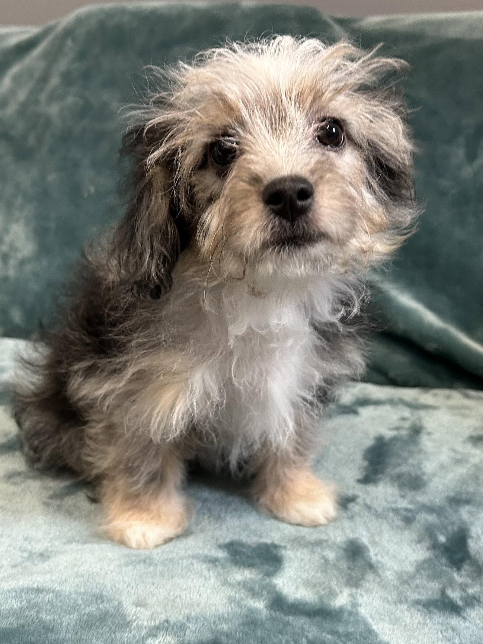 Blaze, Adopted, Puppy Male Maltese & Yorkshire Terrier.