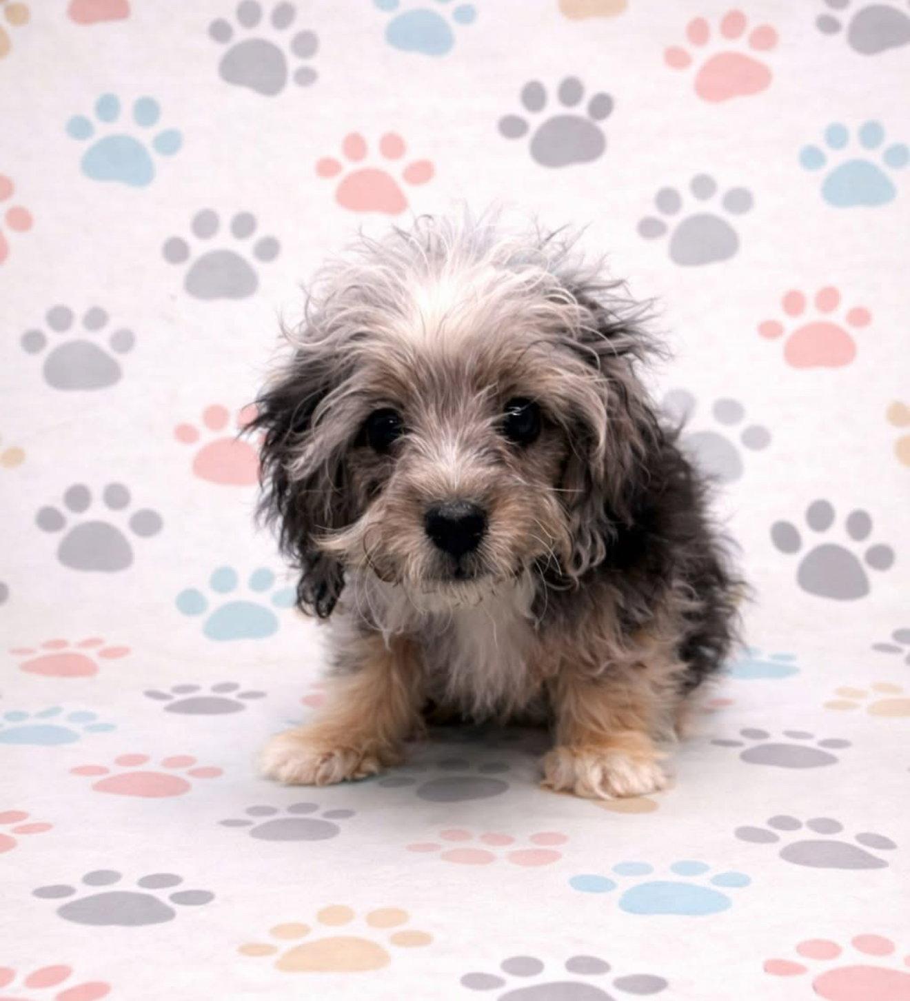 Enlarge Blaze, a Adopted mixed breed in Elizabethtown, PA image 2/3