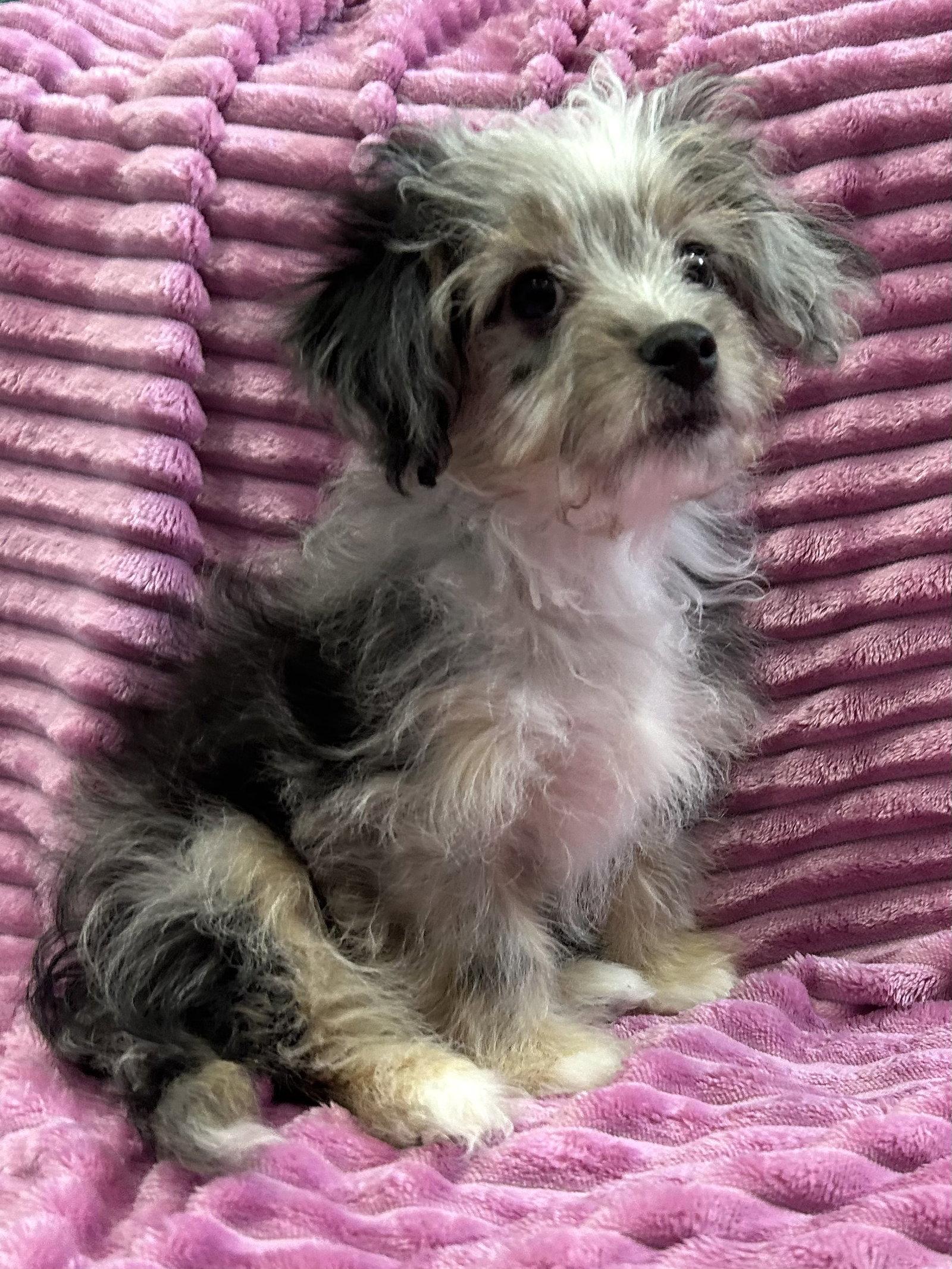 Enlarge Blaze, a Adopted mixed breed in Elizabethtown, PA image 3/3