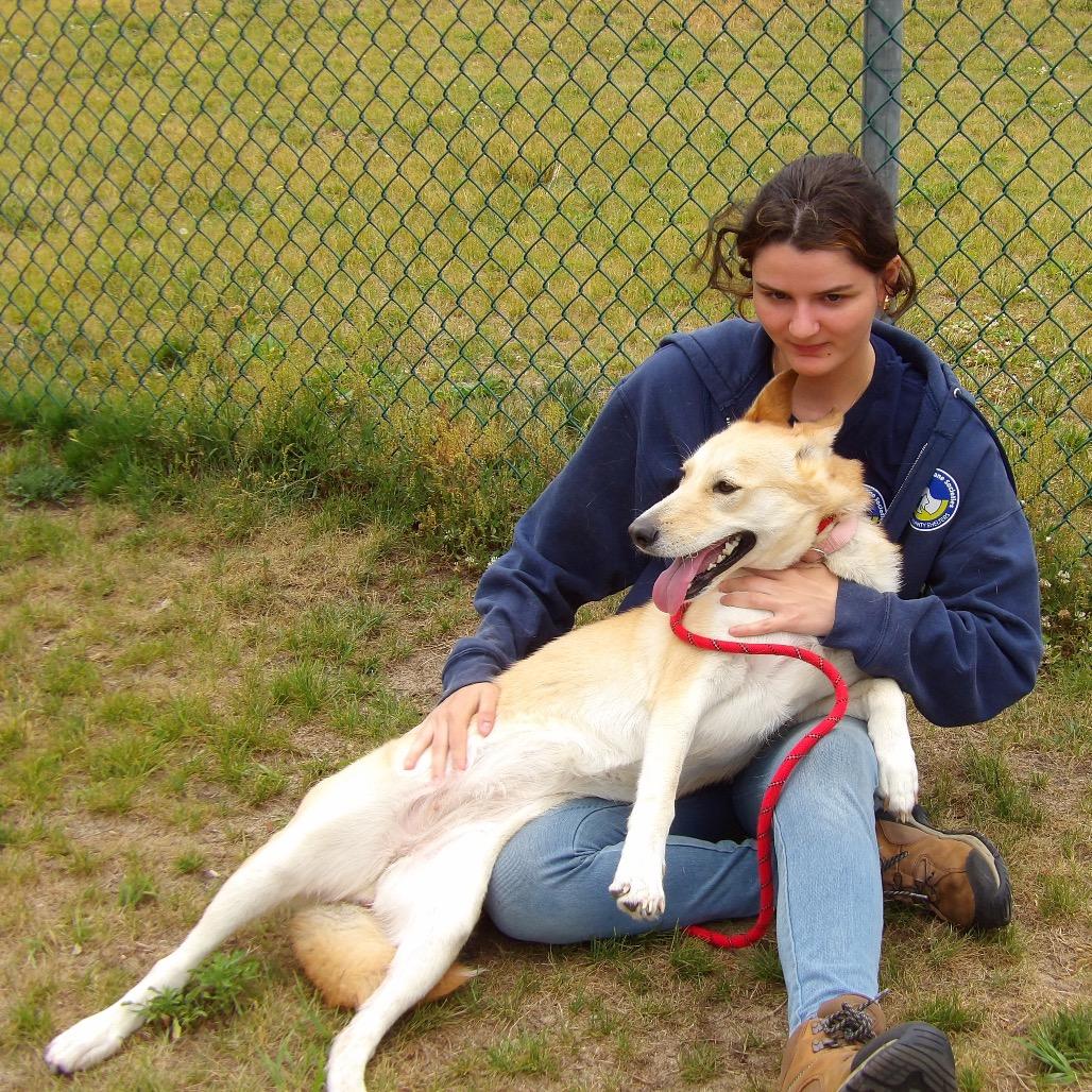 Gouda, Adoptable, Young Female Mixed Breed.