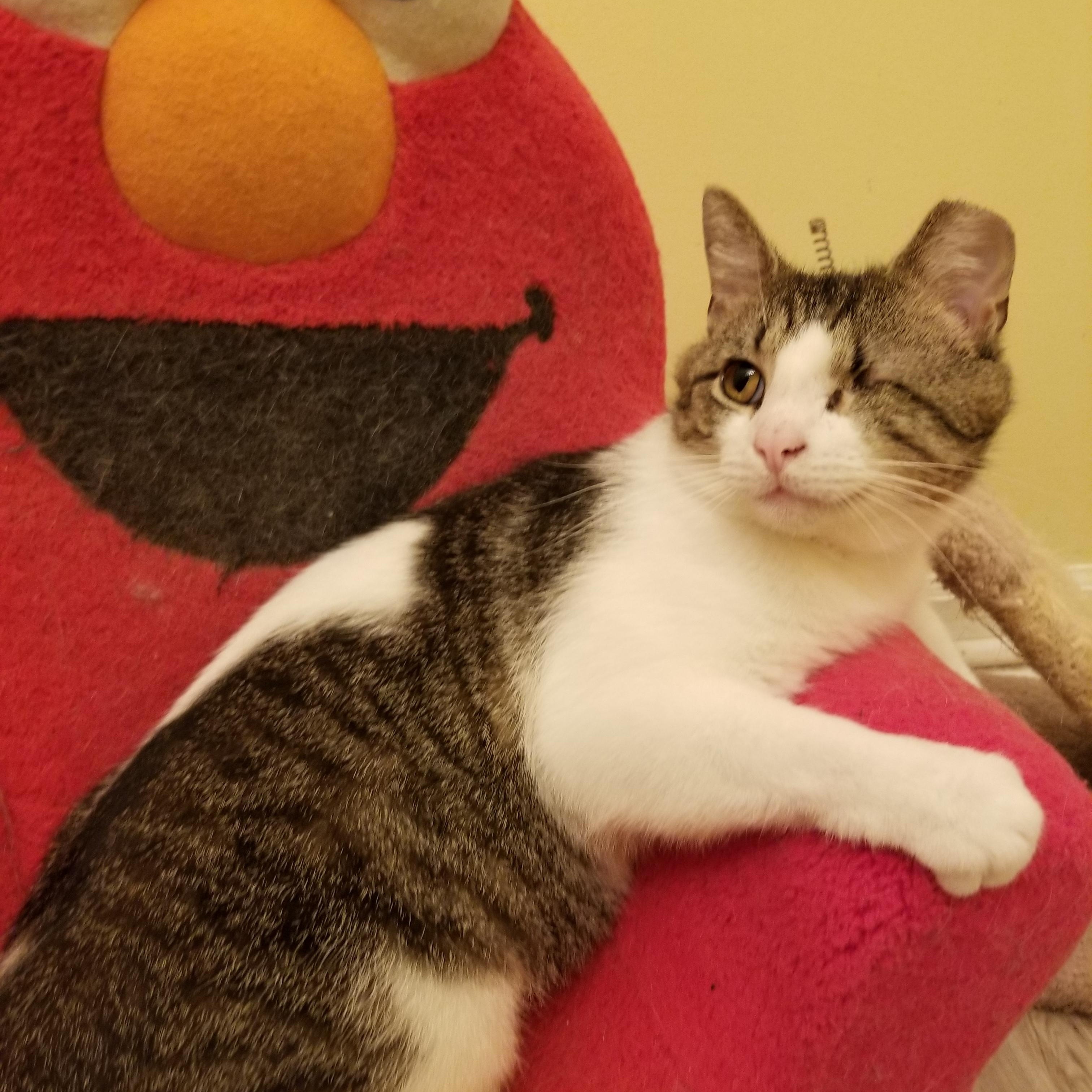 Lenny ***Courtesy Post***