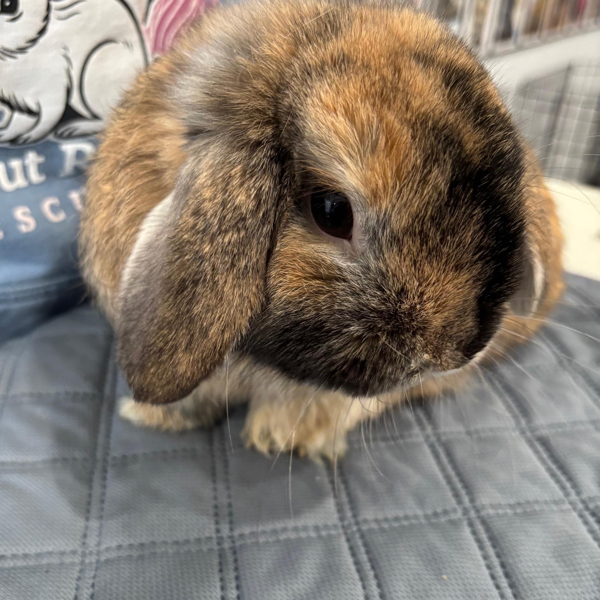 CANNOLI, adopted, Young Male Holland Lop.