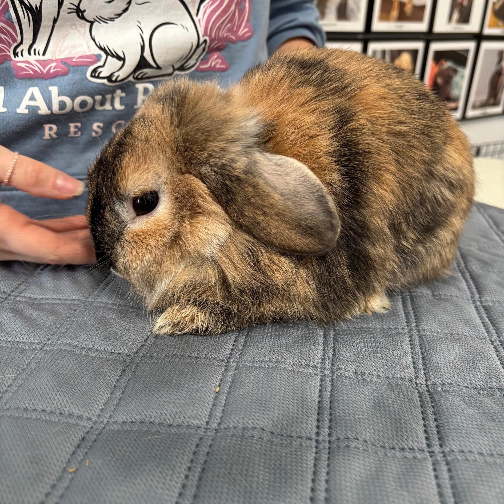Enlarge CANNOLI, an adopted Holland Lop in Forest Hills, NY image 2/4