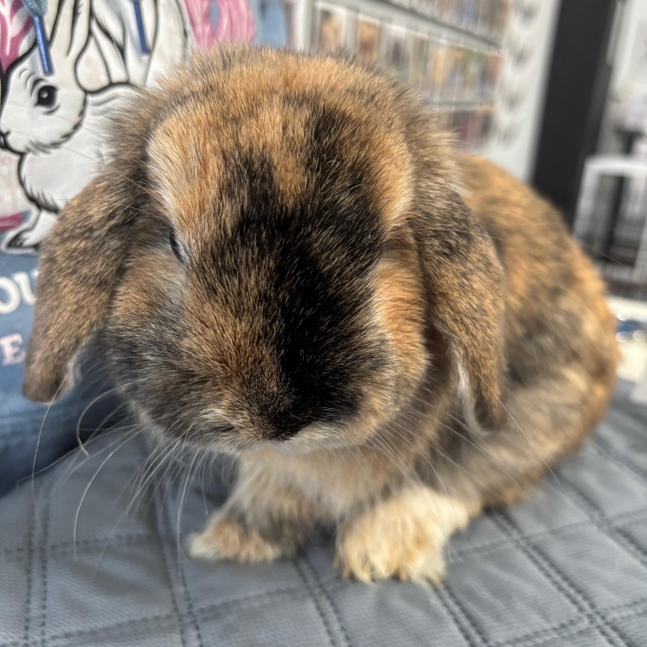 Enlarge CANNOLI, an adopted Holland Lop in Forest Hills, NY image 3/4