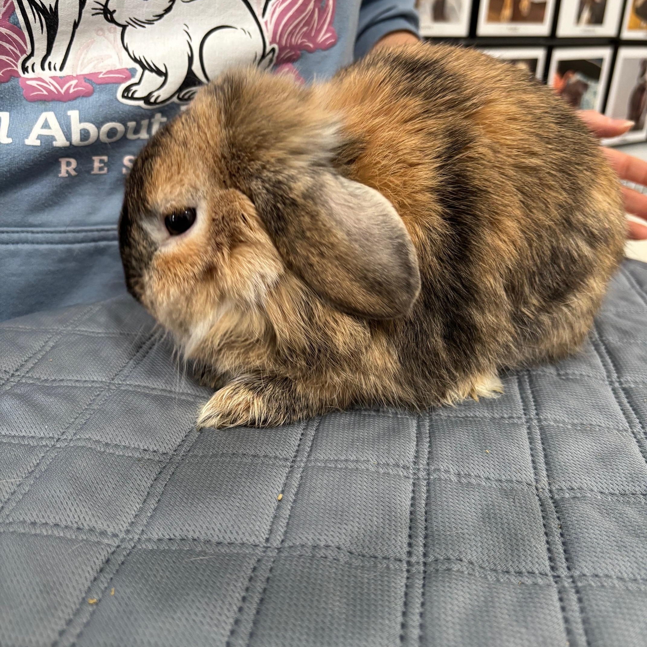 Enlarge CANNOLI, an adopted Holland Lop in Forest Hills, NY image 4/4