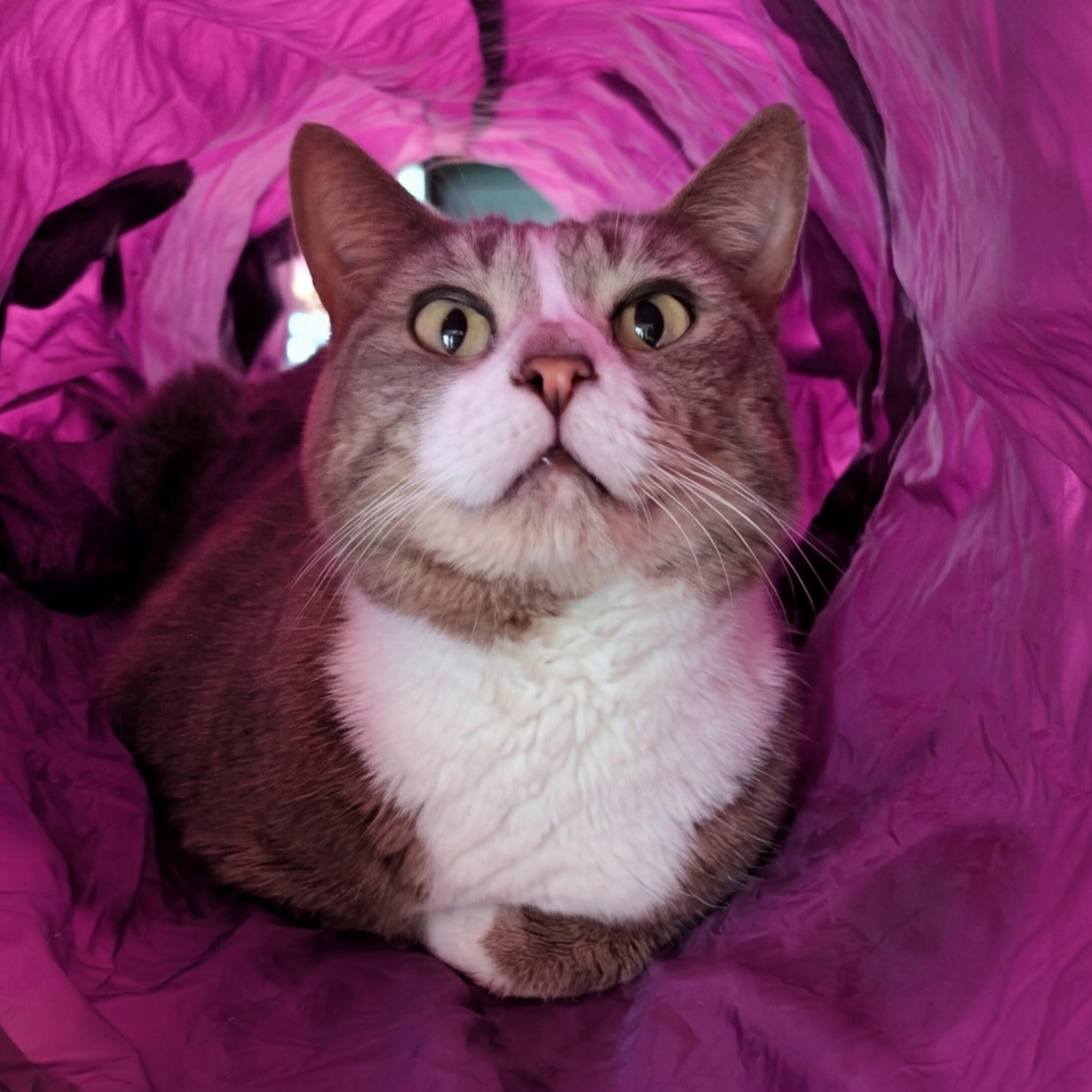 Enlarge Evie @ Fat Cat Books, an adopted Domestic Short Hair in Tallahassee, FL image 2/3