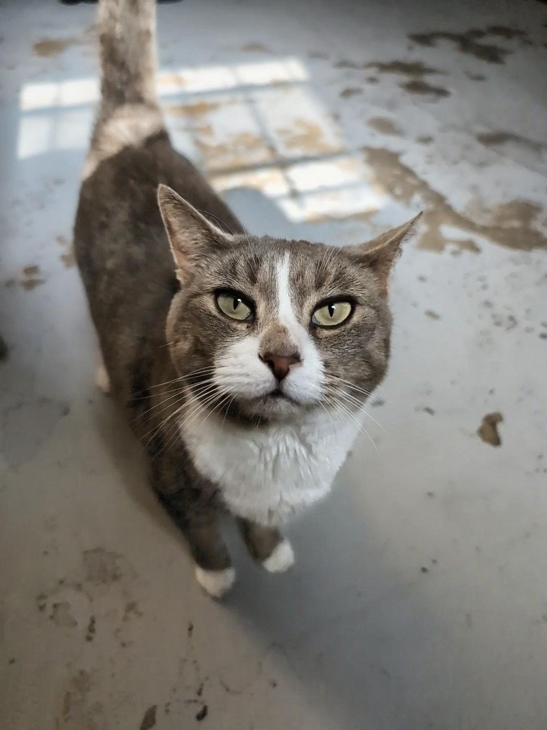 Enlarge Evie @ Fat Cat Books, an adopted Domestic Short Hair in Tallahassee, FL image 3/3