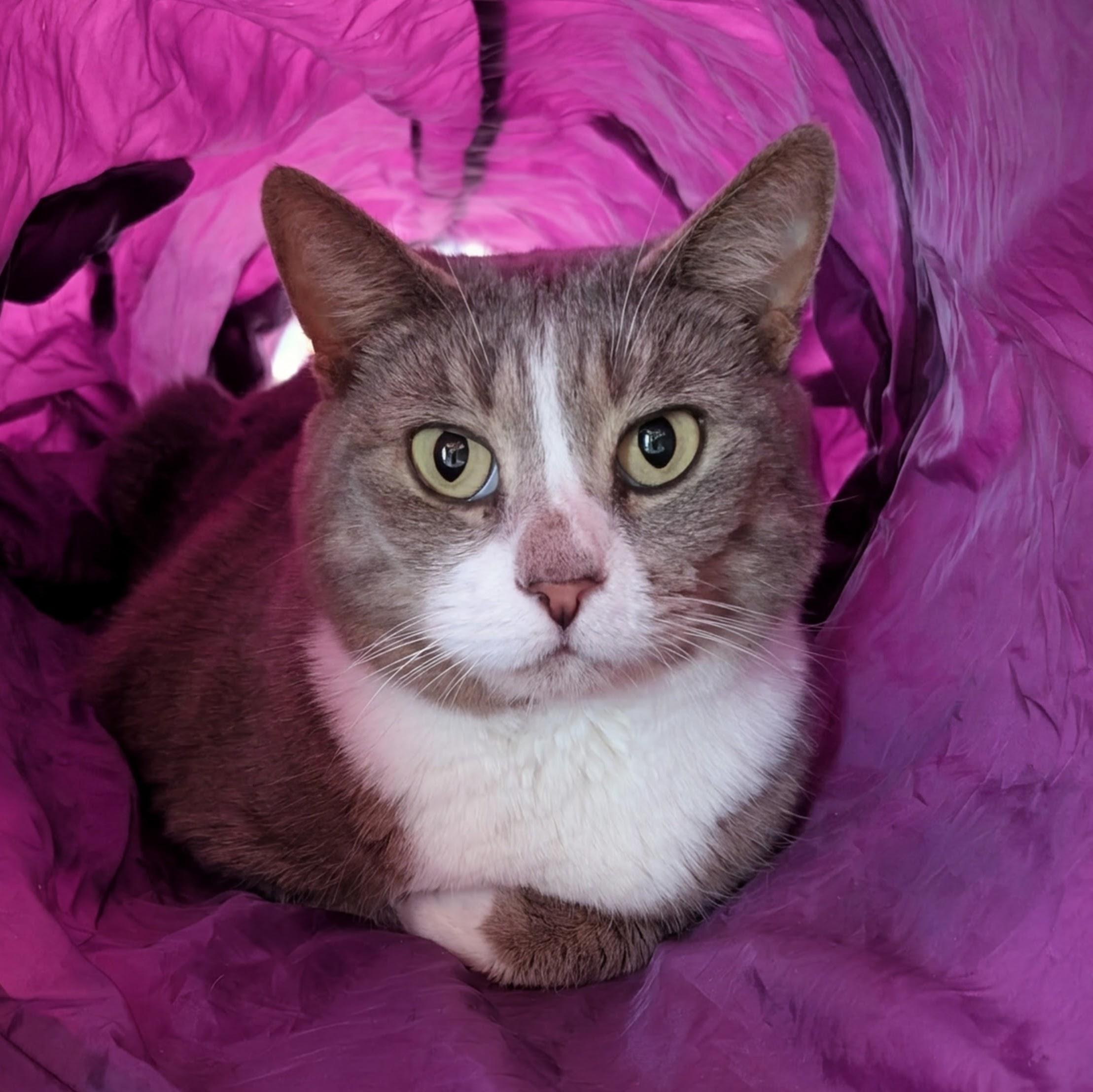 Evie @ Fat Cat Books, ADOPTABLE, Adult Female Domestic Short Hair.