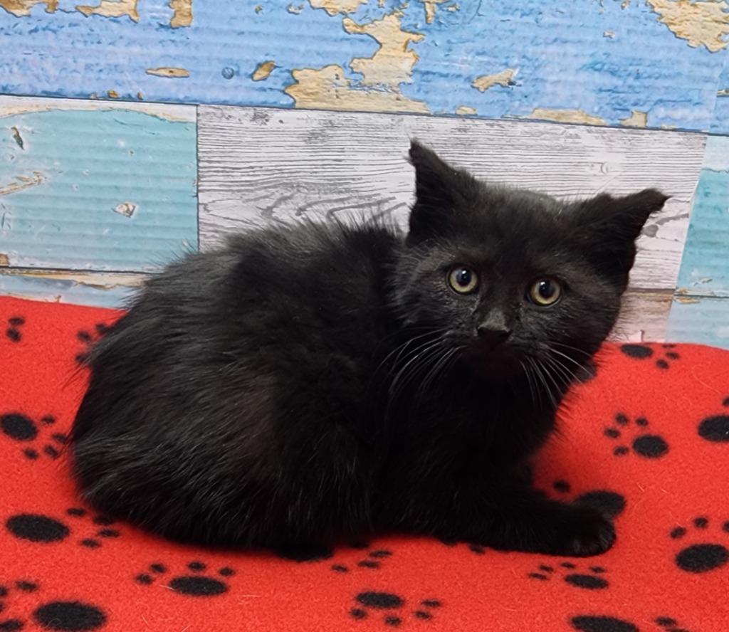 Pilgrim, Adoptable, Kitten Male Domestic Short Hair.