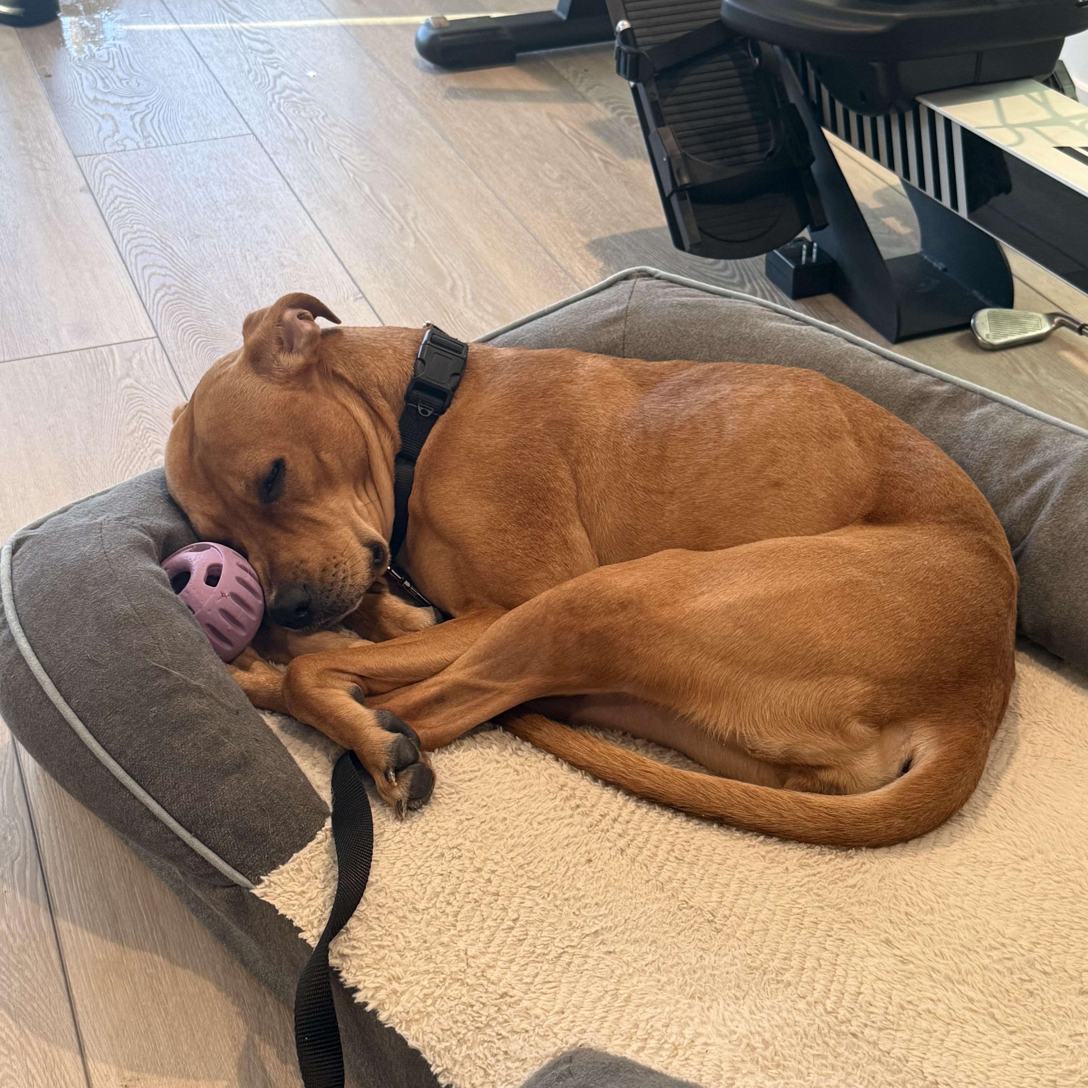 Enlarge Zoe, a Adoptable Mixed Breed in Ridgewood, NY image 3/6