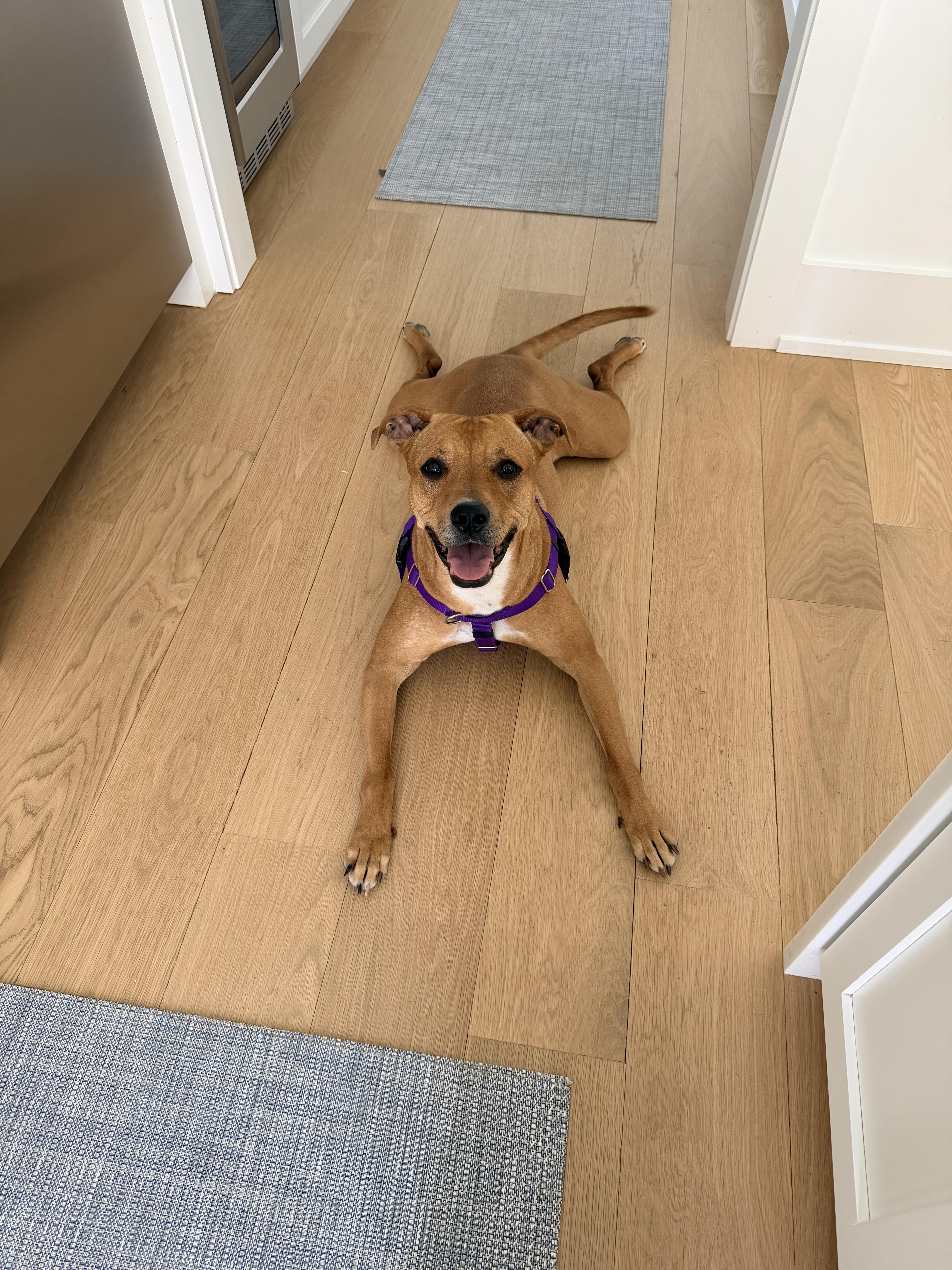Enlarge Zoe, a Adoptable Mixed Breed in Ridgewood, NY image 4/6