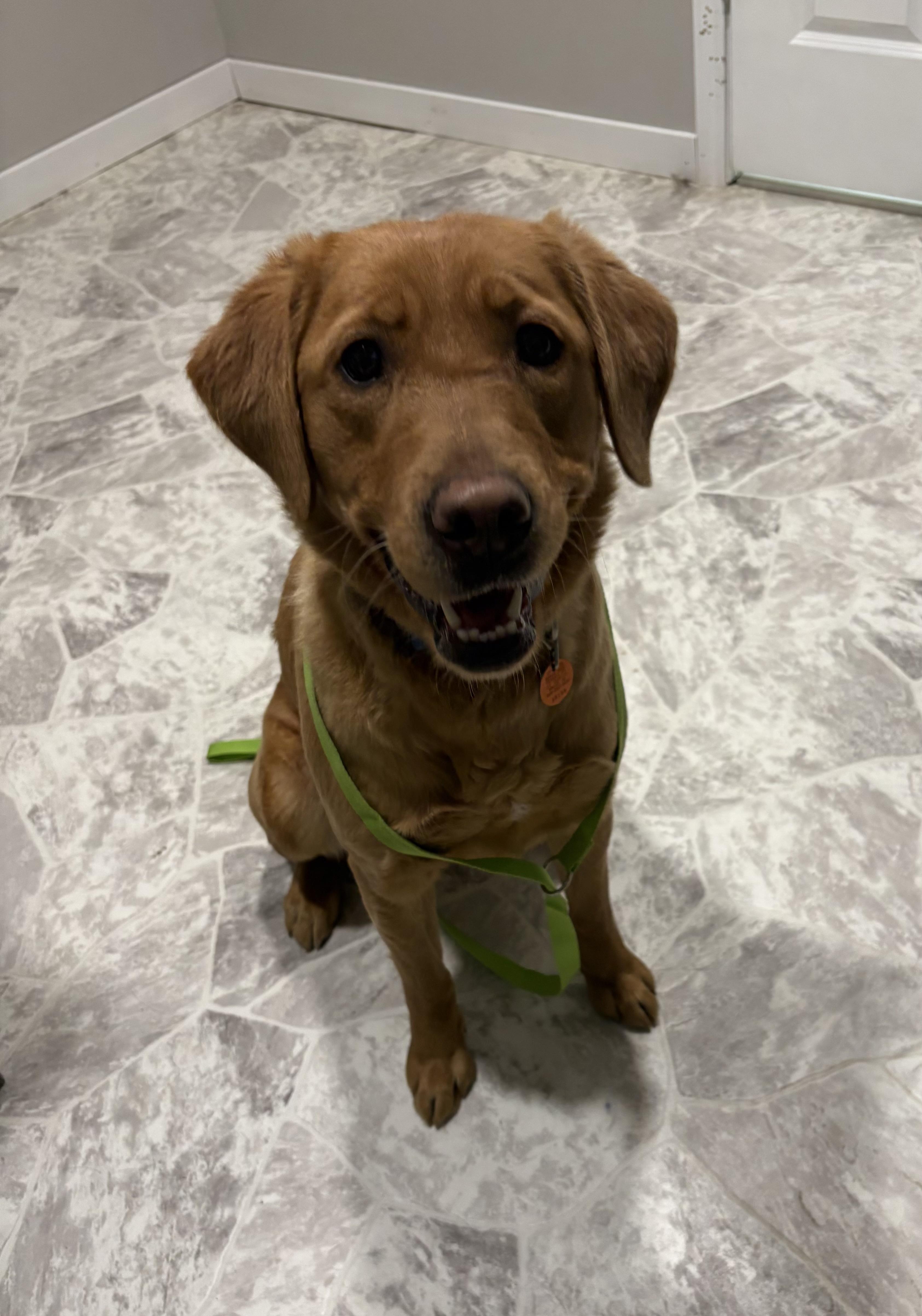 Harper, adopted, Adult Female Golden Retriever.