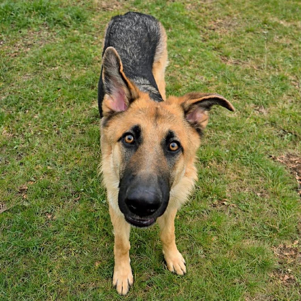 Trigger (26-136), Adoptable, Young Male German Shepherd Dog.