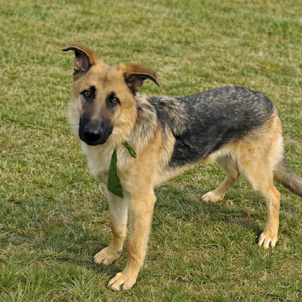 Trigger (26-136), a Adoptable German Shepherd Dog in New Ringgold, PA image 2/6