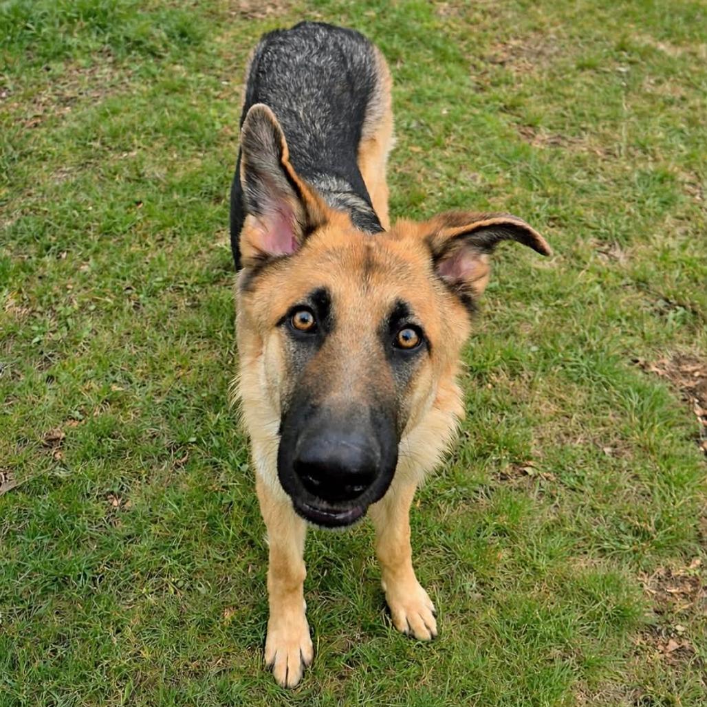 Trigger (26-136), a Adoptable German Shepherd Dog in New Ringgold, PA image 3/6
