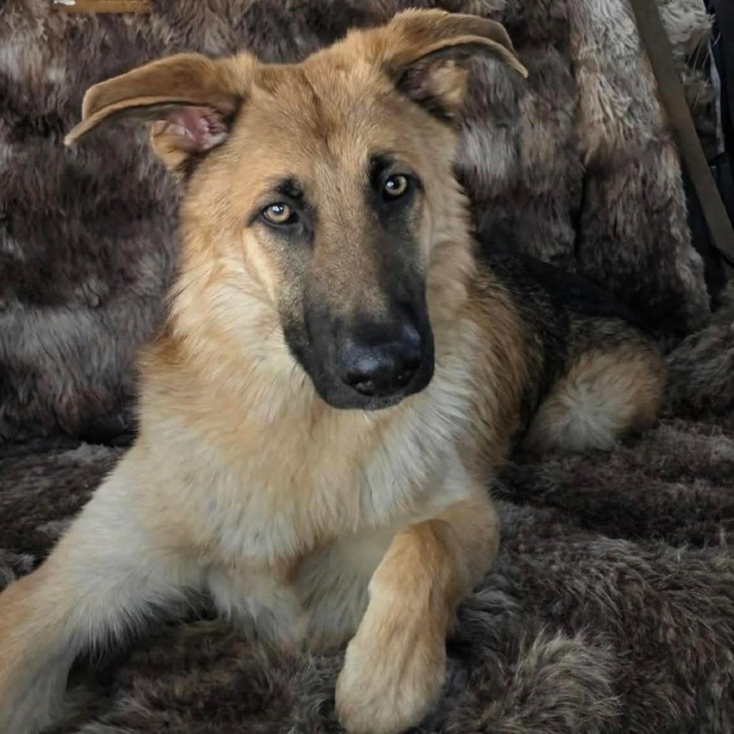 Trigger (26-136), a Adoptable German Shepherd Dog in New Ringgold, PA image 4/6