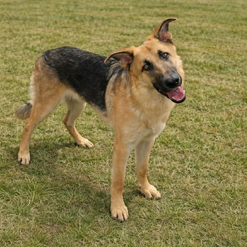 Trigger (26-136), a Adoptable German Shepherd Dog in New Ringgold, PA image 6/6
