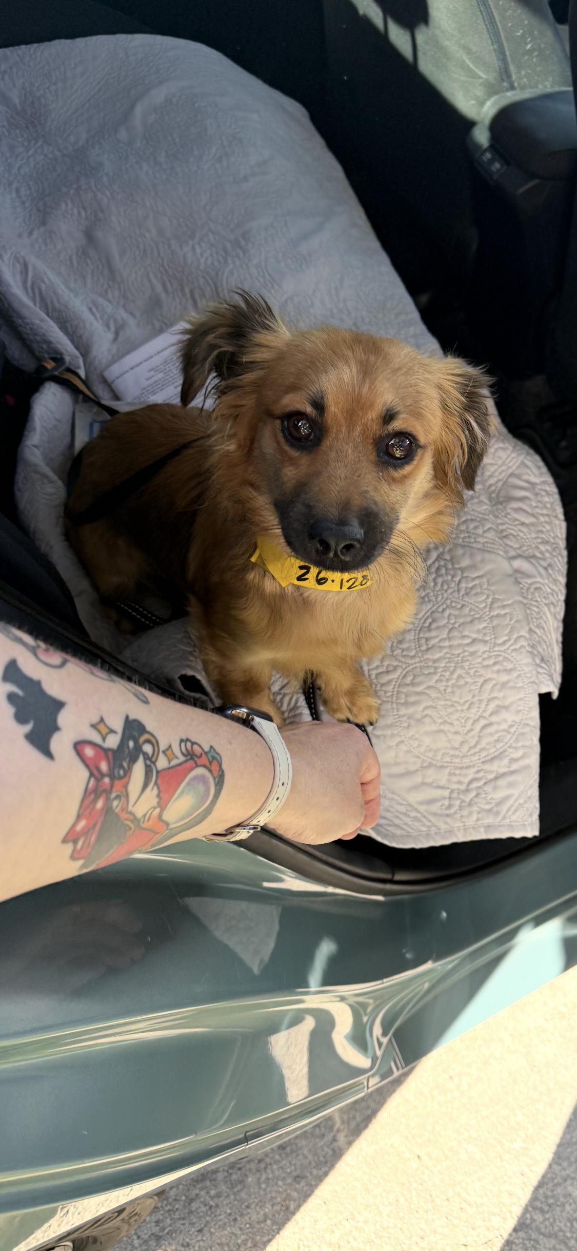 Enlarge Snickers, a ADOPTABLE mixed breed in West Hollywood, CA image 3/4