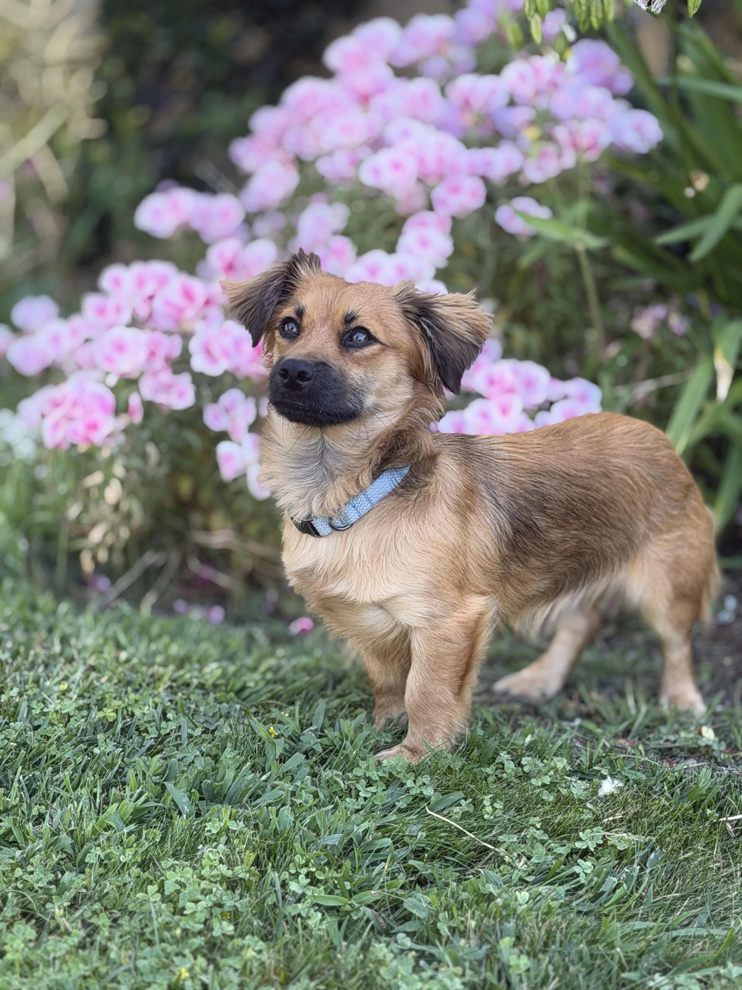 Enlarge Snickers, a ADOPTABLE mixed breed in West Hollywood, CA image 2/4