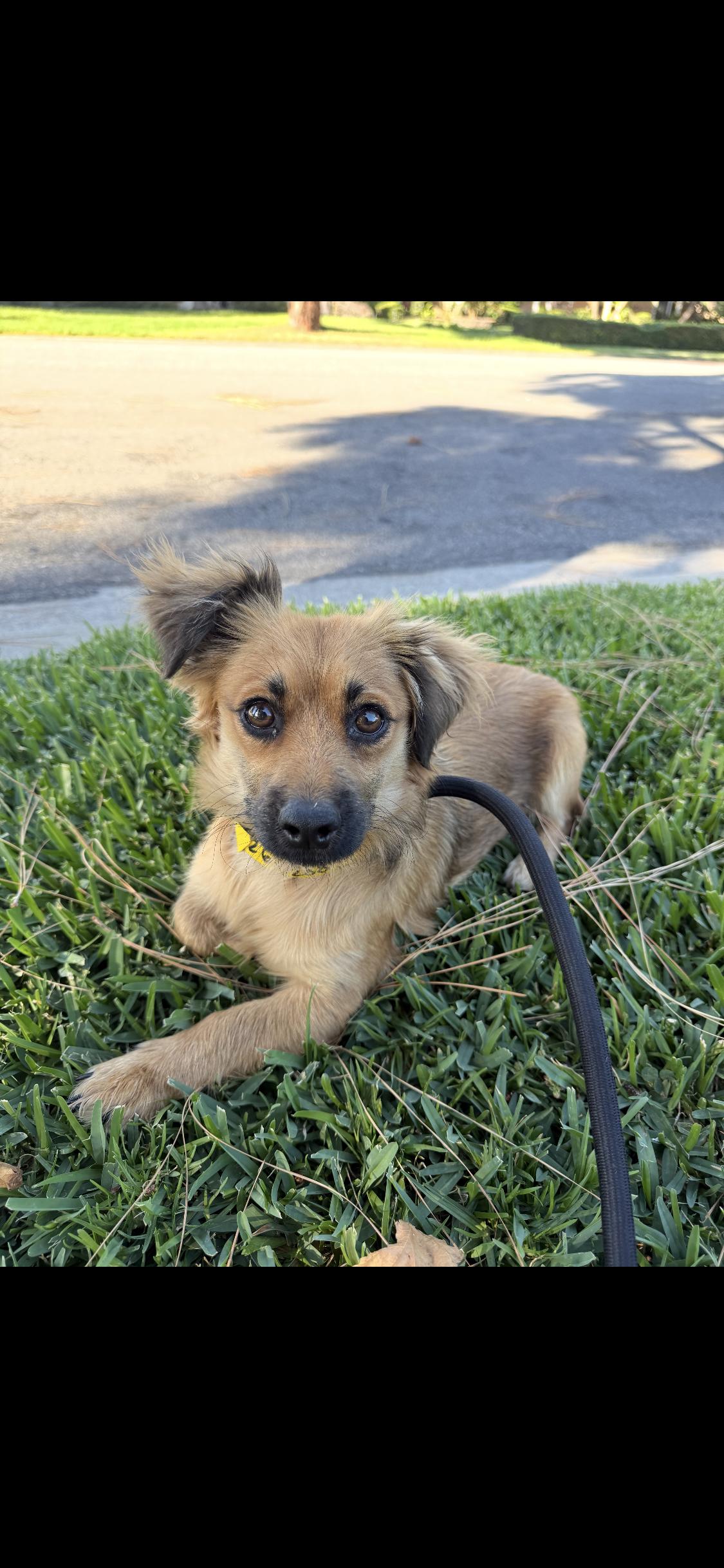 Enlarge Snickers, a ADOPTABLE mixed breed in West Hollywood, CA image 4/4