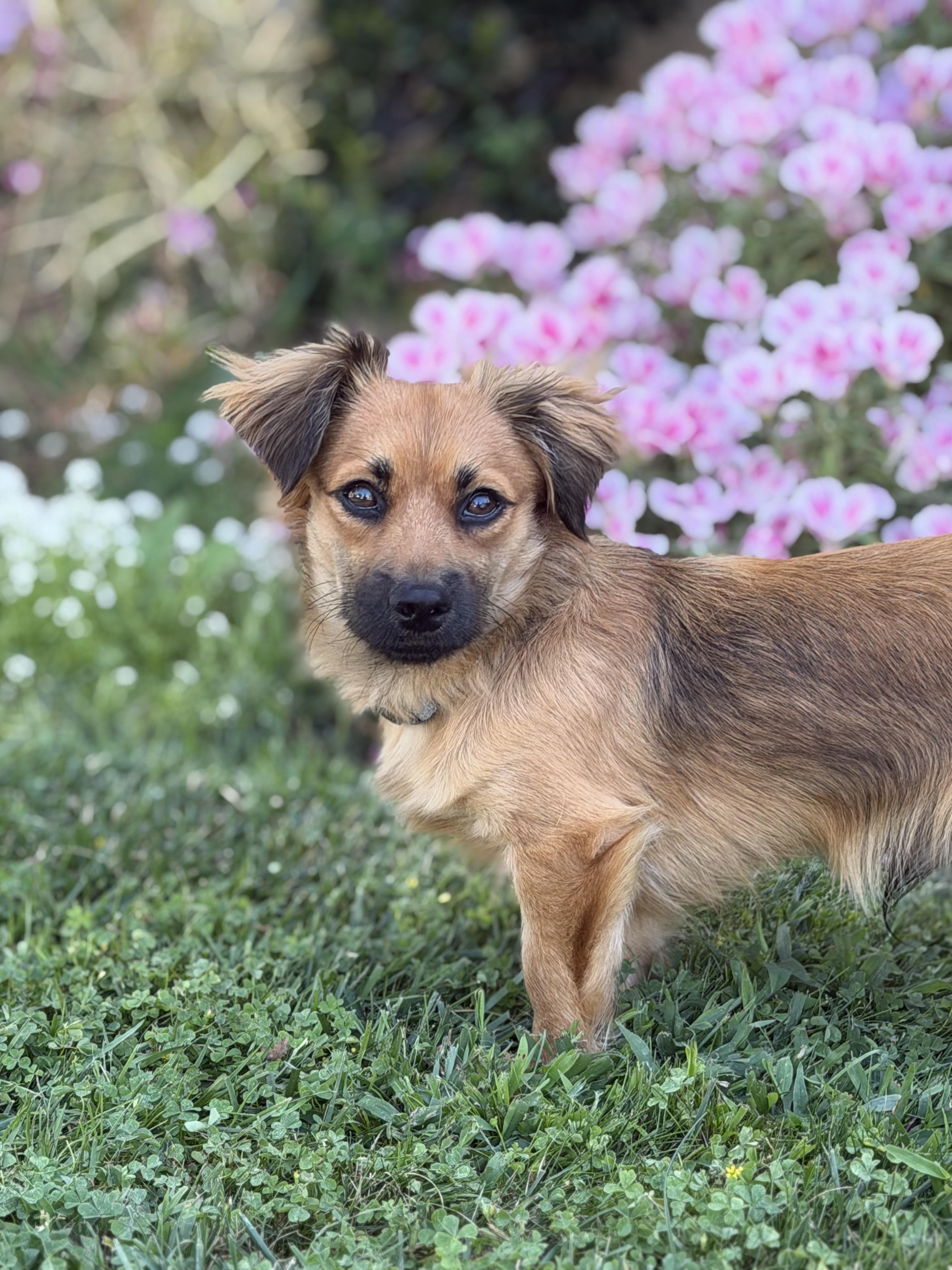 Enlarge Snickers, a ADOPTABLE mixed breed in West Hollywood, CA image 1/4