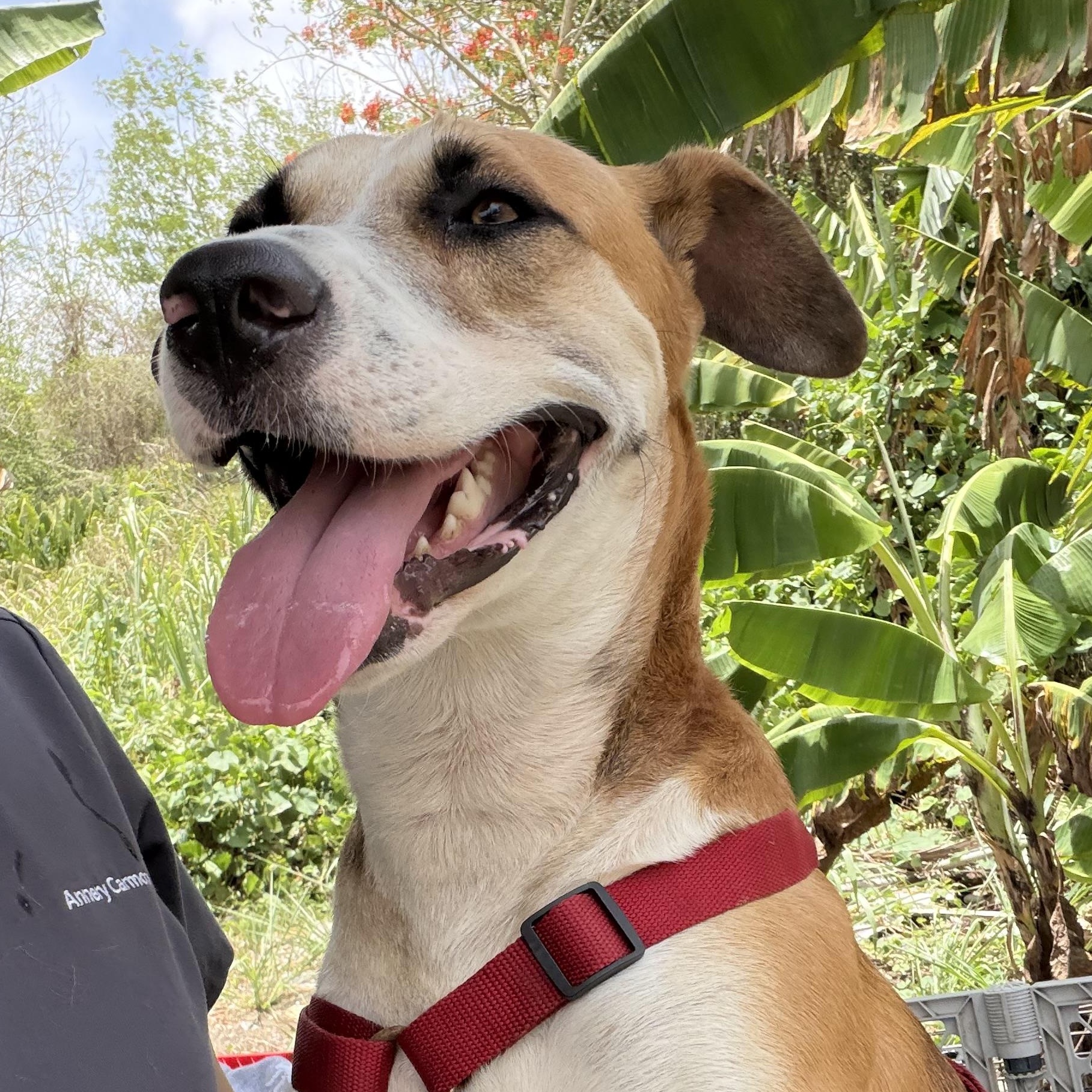 Enlarge Louis - The Big Playful Lovebug, a Adoptable mixed breed in New York, NY image 4/6
