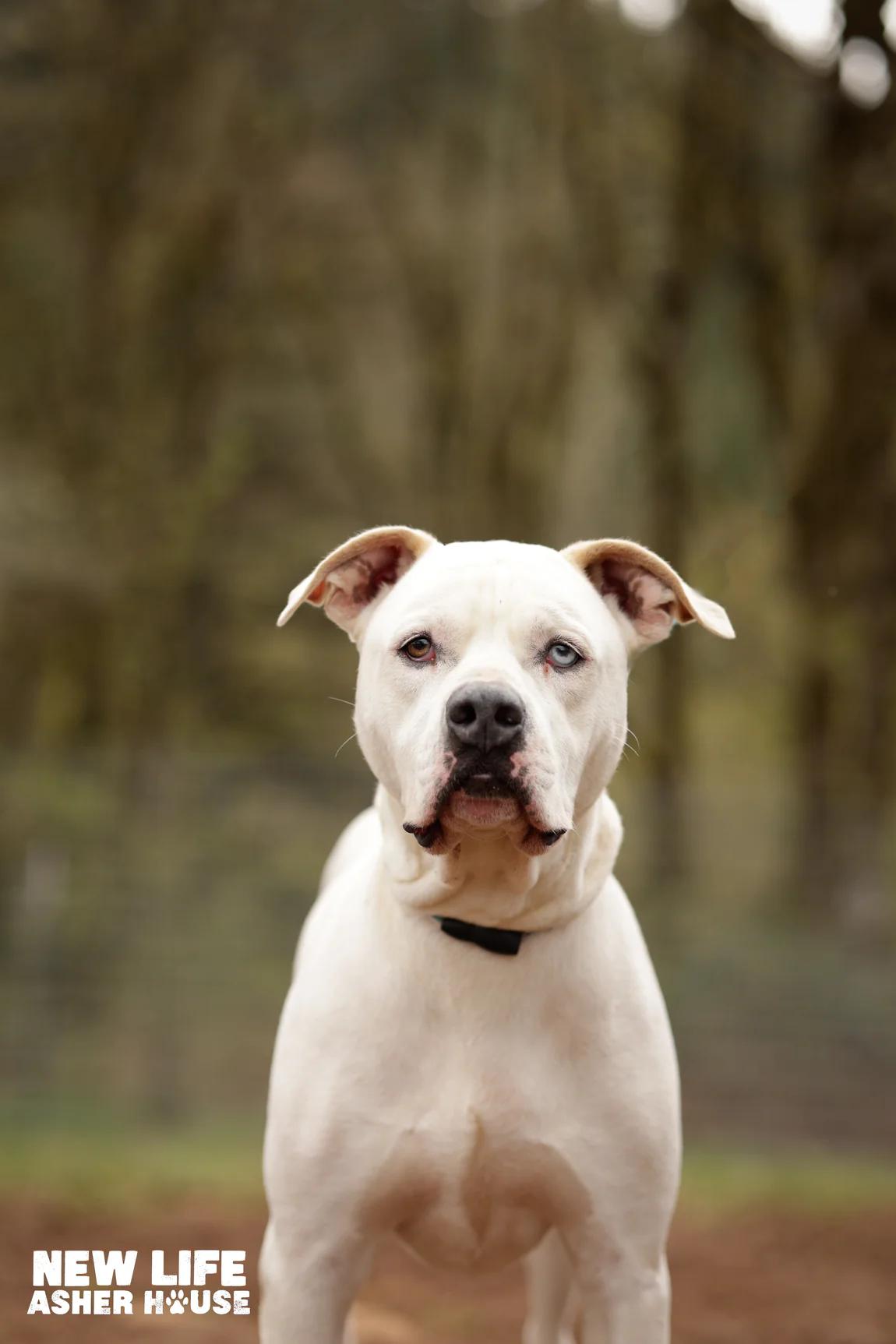 Tyson, a Adoptable mixed breed in Portland, OR image 1/6