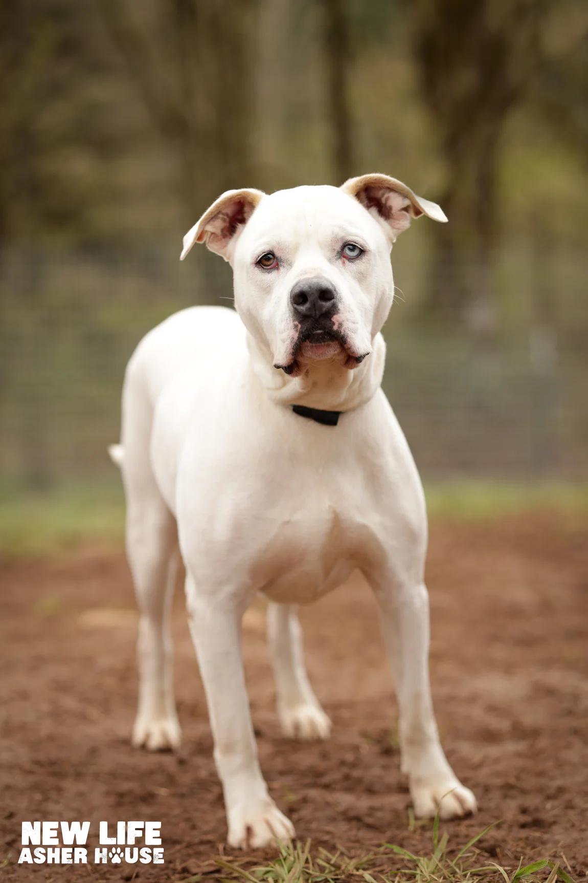 Tyson, a Adoptable mixed breed in Portland, OR image 2/6