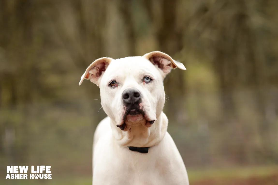 Tyson, a Adoptable mixed breed in Portland, OR image 3/6