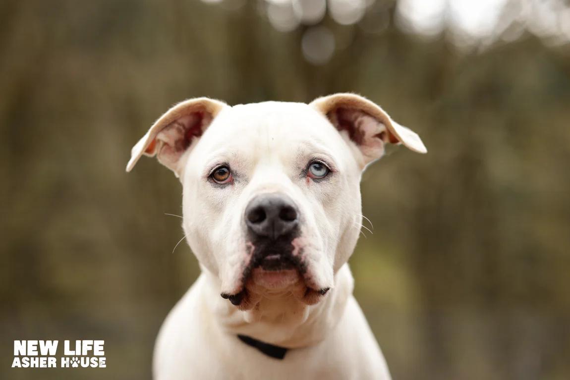 Tyson, a Adoptable mixed breed in Portland, OR image 4/6
