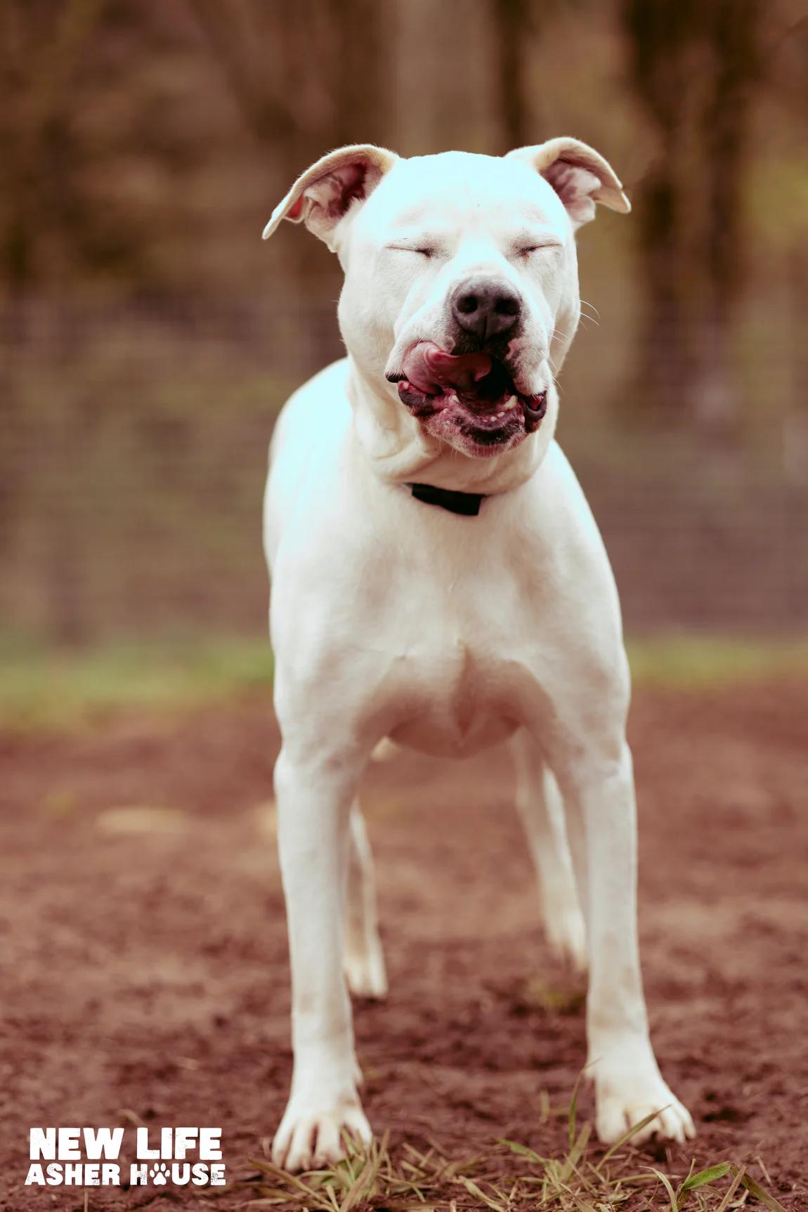 Tyson, a Adoptable mixed breed in Portland, OR image 5/6