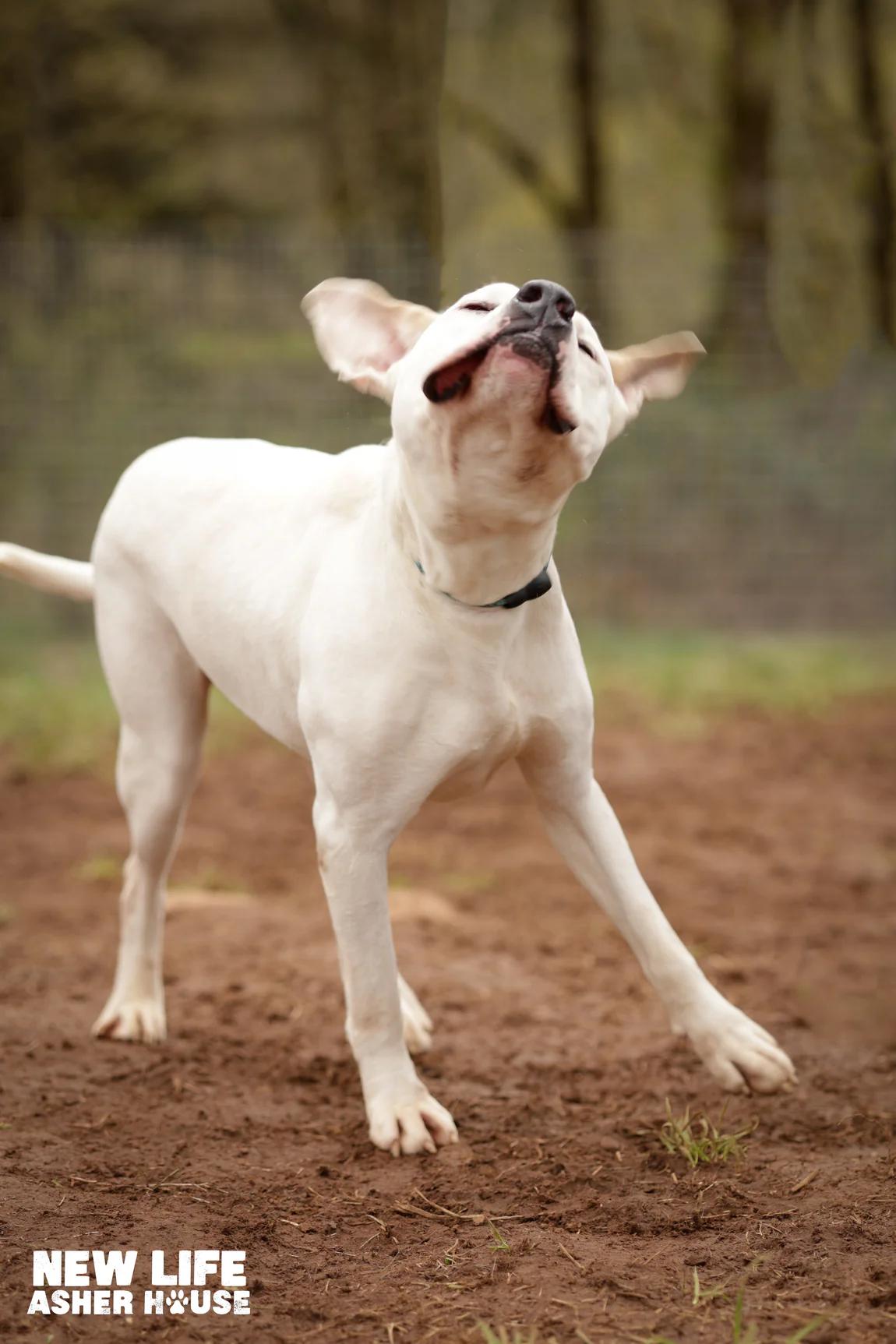 Tyson, a Adoptable mixed breed in Portland, OR image 6/6