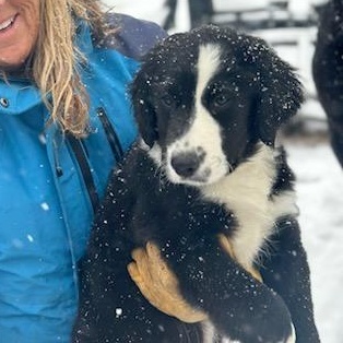 Enlarge WILLIE, a Adopted mixed breed in Cedarburg, WI image 1/5