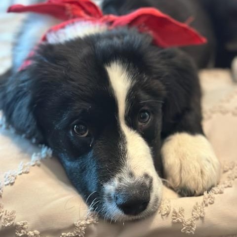 Enlarge WILLIE, a Adopted mixed breed in Cedarburg, WI image 2/5