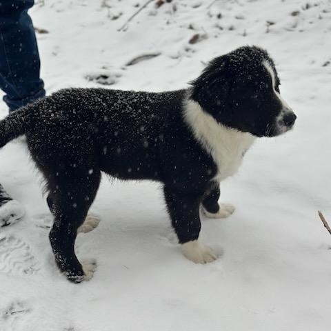 Enlarge WILLIE, a Adopted mixed breed in Cedarburg, WI image 3/5