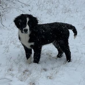 Enlarge WILLIE, a Adopted mixed breed in Cedarburg, WI image 4/5