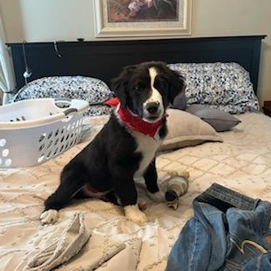 Enlarge WILLIE, a Adopted mixed breed in Cedarburg, WI image 5/5