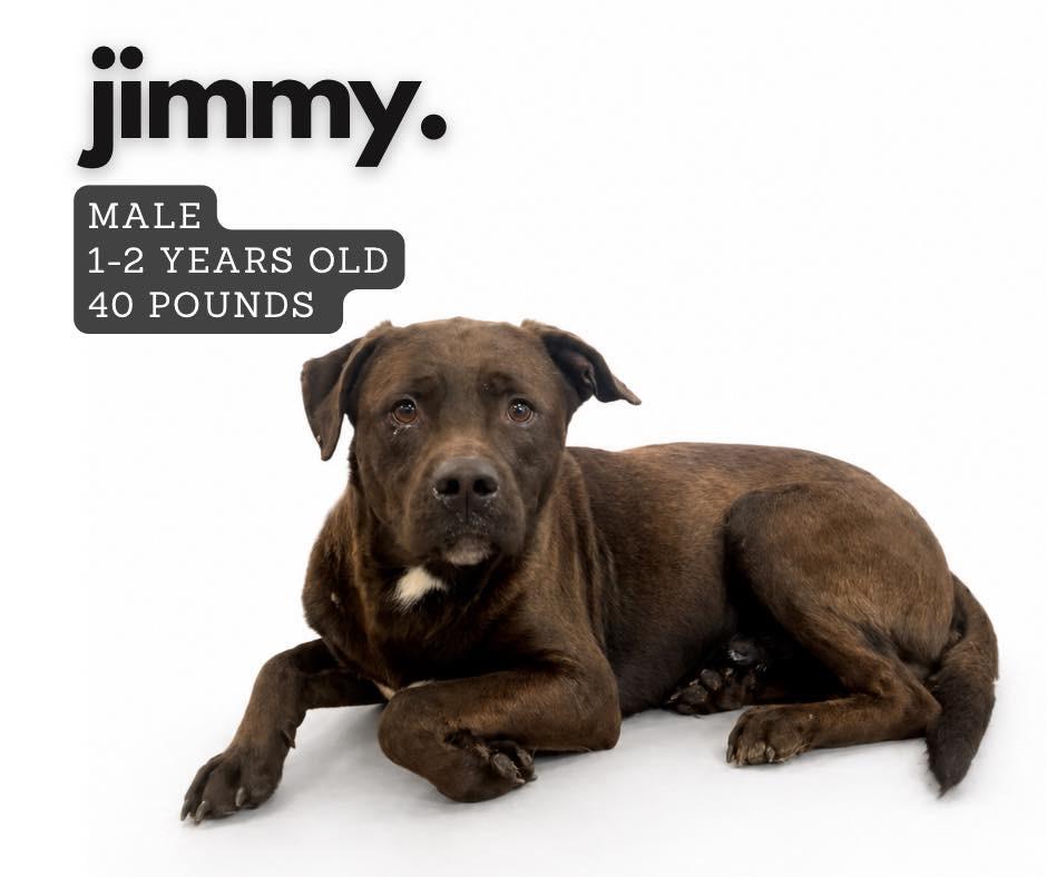 Jimmy, Adoptable, Young Male Mixed Breed.