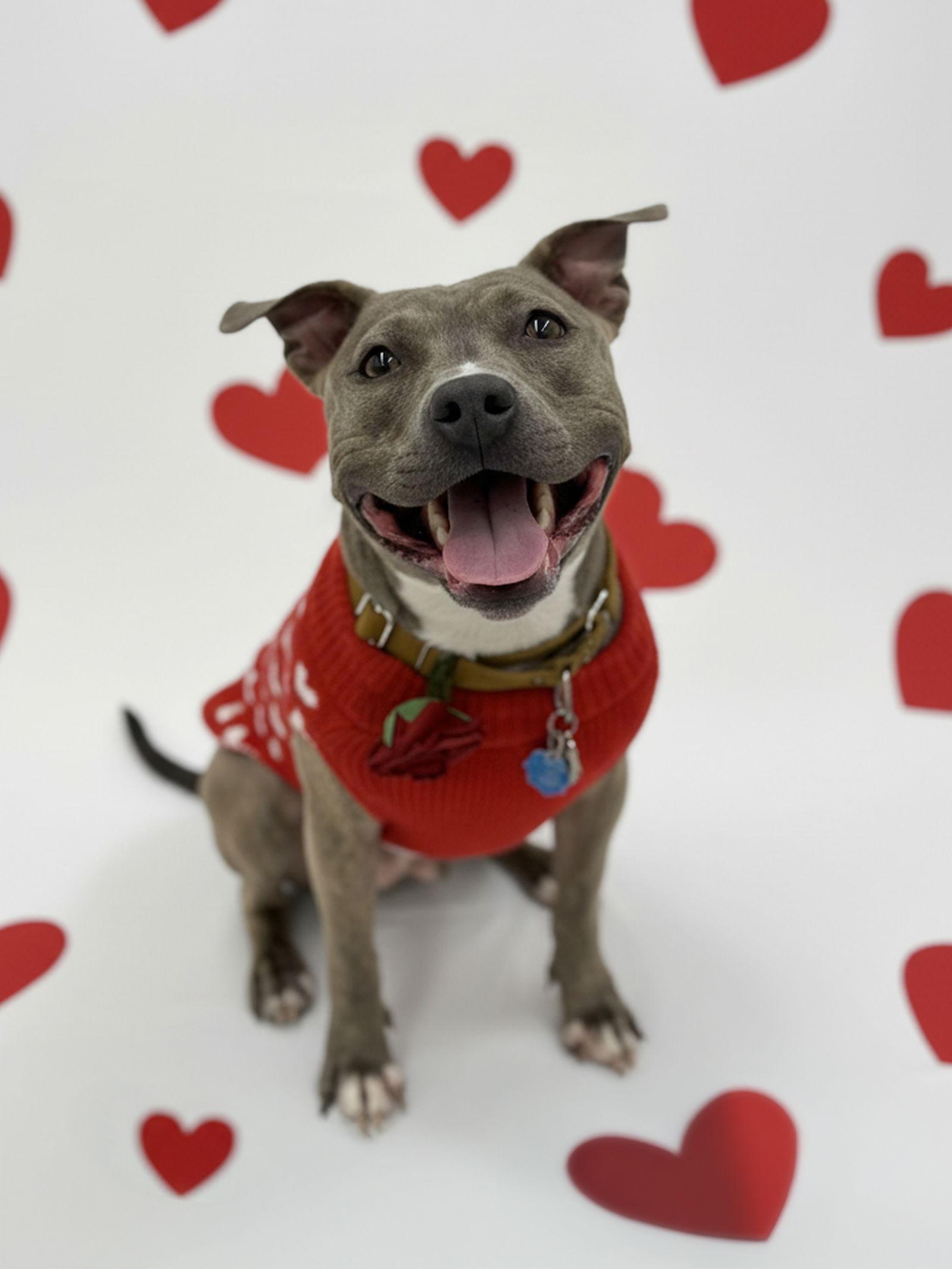 Enlarge Lola aka Renee, a Adopted Pit Bull Terrier in Rockville, MD image 1/3