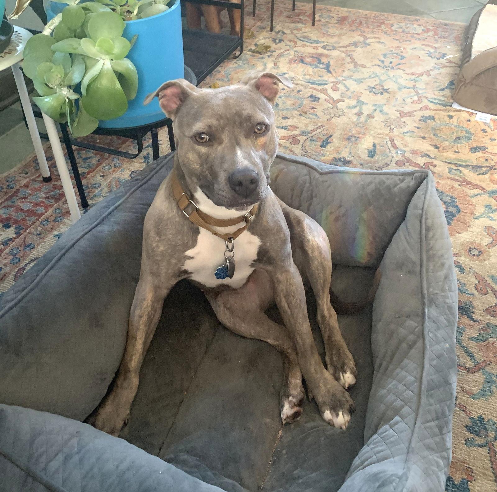 Renee, a Adoptable Pit Bull Terrier in Rockville, MD image 1/3