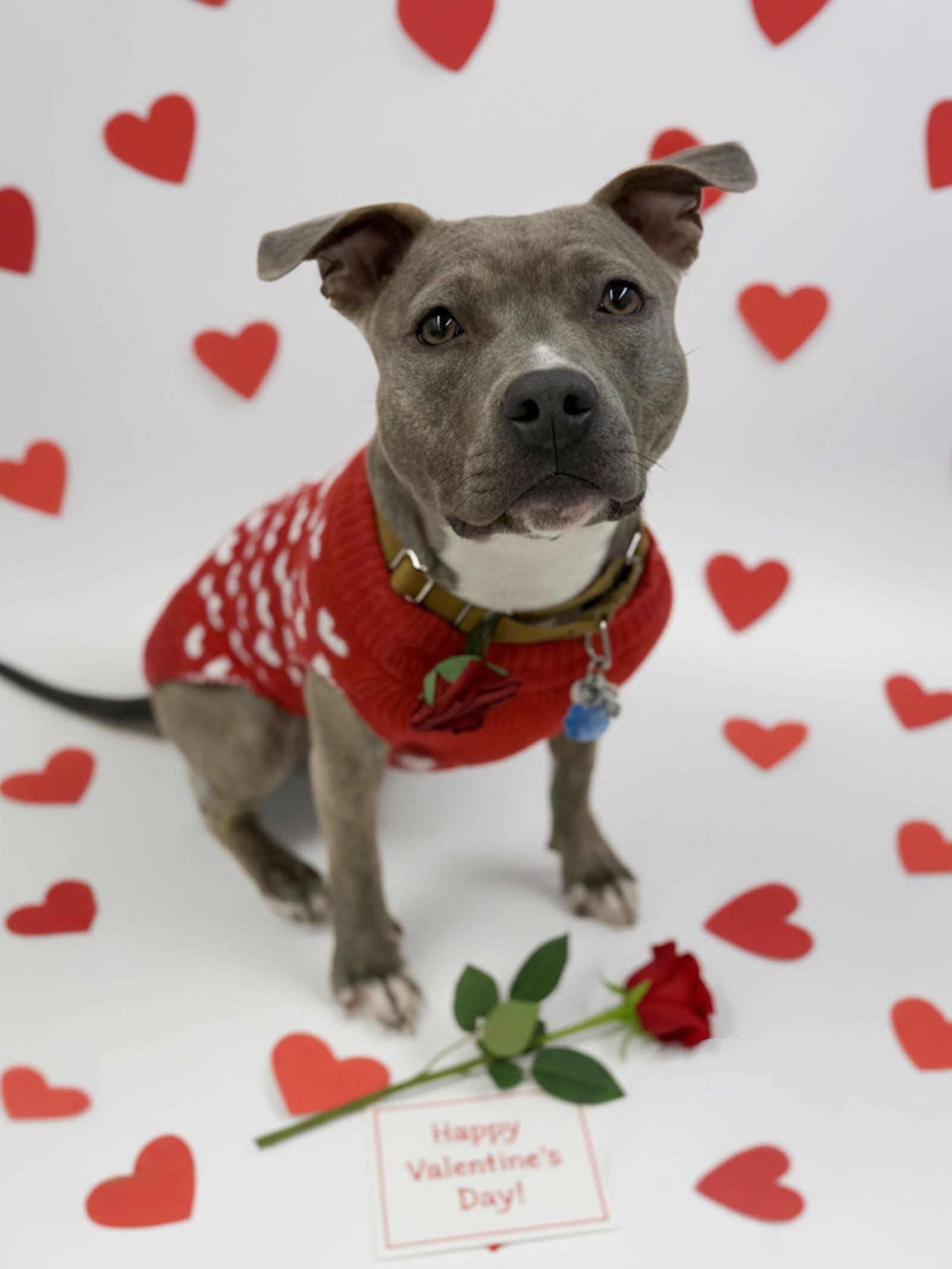 Enlarge Lola aka Renee, a Adopted Pit Bull Terrier in Rockville, MD image 2/3