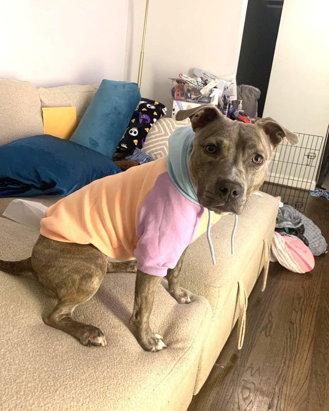 Renee, a Adoptable Pit Bull Terrier in Rockville, MD image 2/3