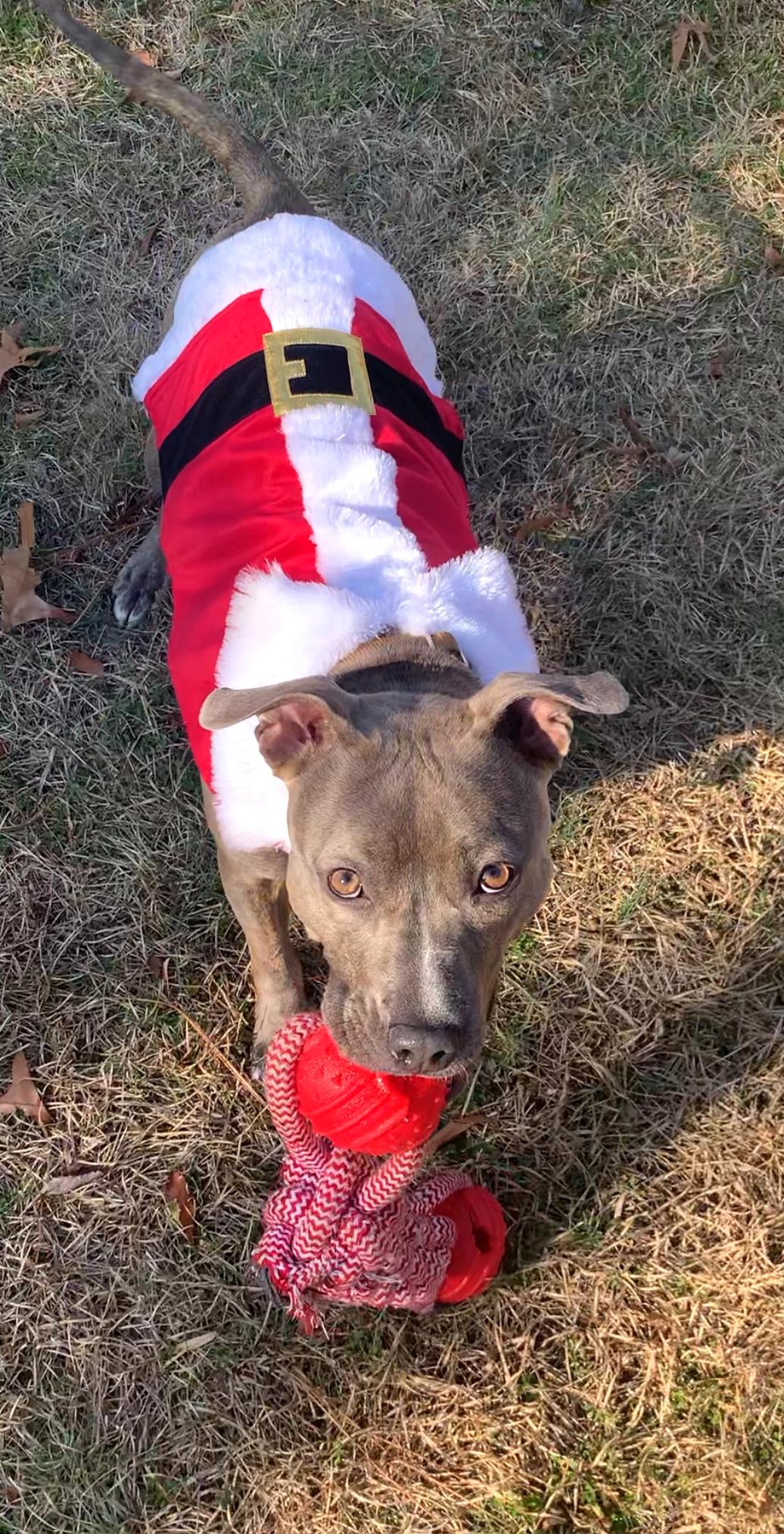 Renee, a Adoptable Pit Bull Terrier in Rockville, MD image 3/3