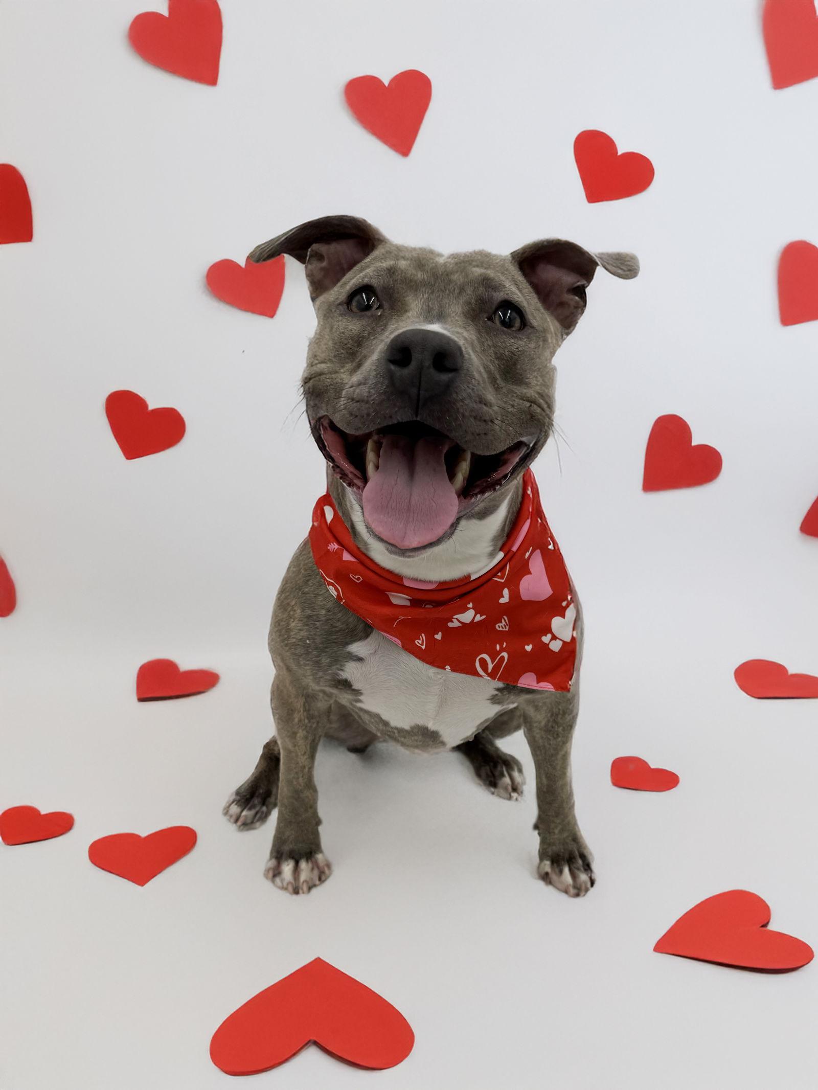 Enlarge Lola aka Renee, a Adopted Pit Bull Terrier in Rockville, MD image 3/3