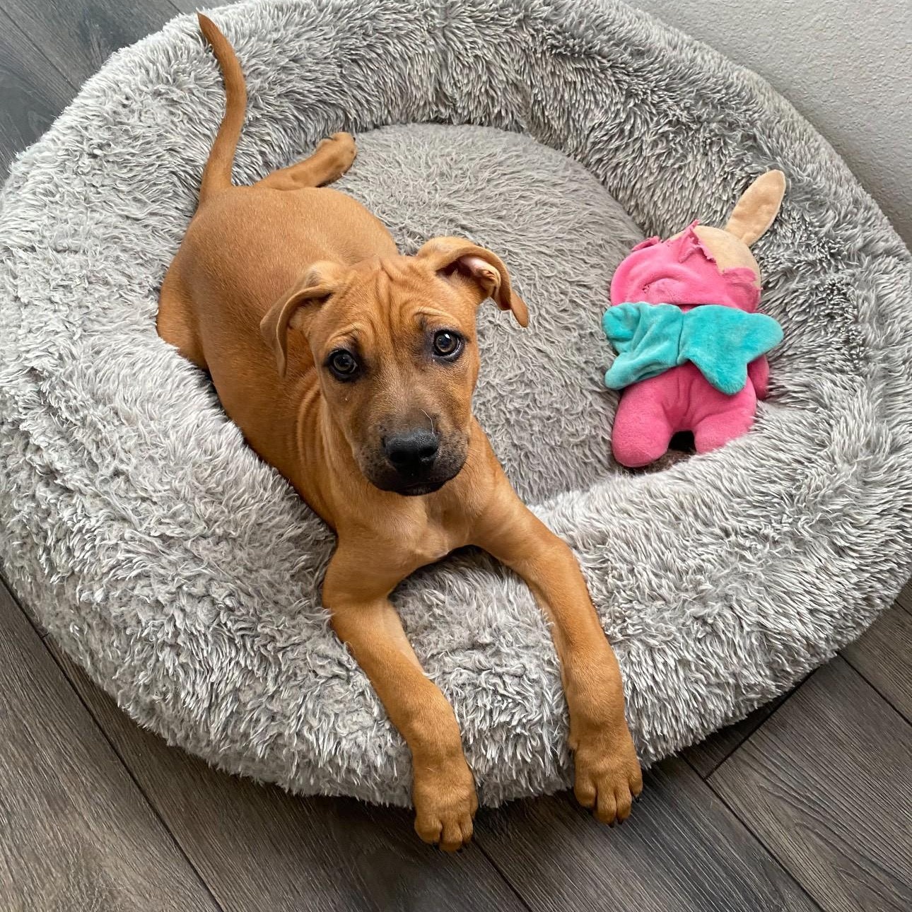 Gambit, Adoptable, Puppy Female Golden Retriever & American Staffordshire Terrier.