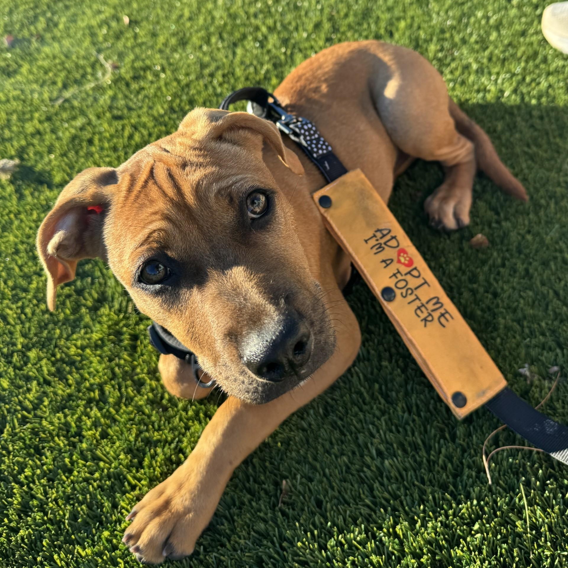 Enlarge Gambit, a Adoptable mixed breed in Gilbert, AZ image 3/5