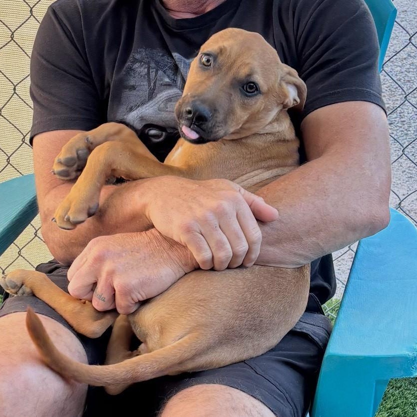 Enlarge Gambit, a Adoptable mixed breed in Gilbert, AZ image 4/5