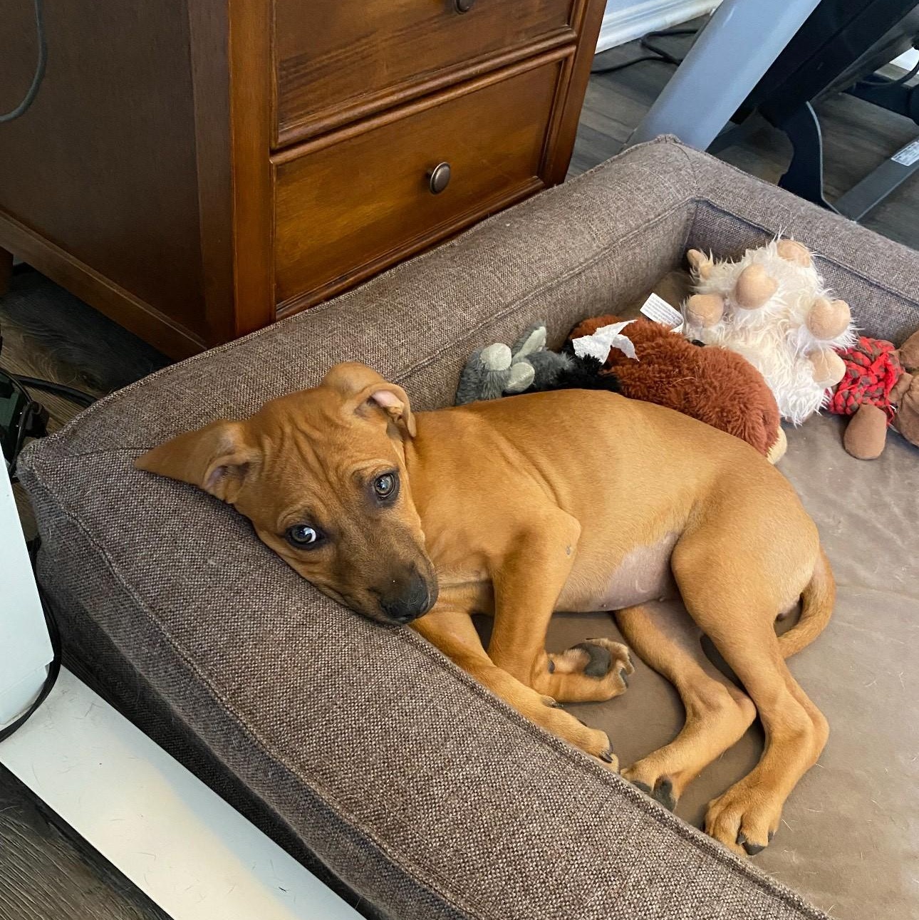 Enlarge Gambit, a Adoptable mixed breed in Gilbert, AZ image 2/5