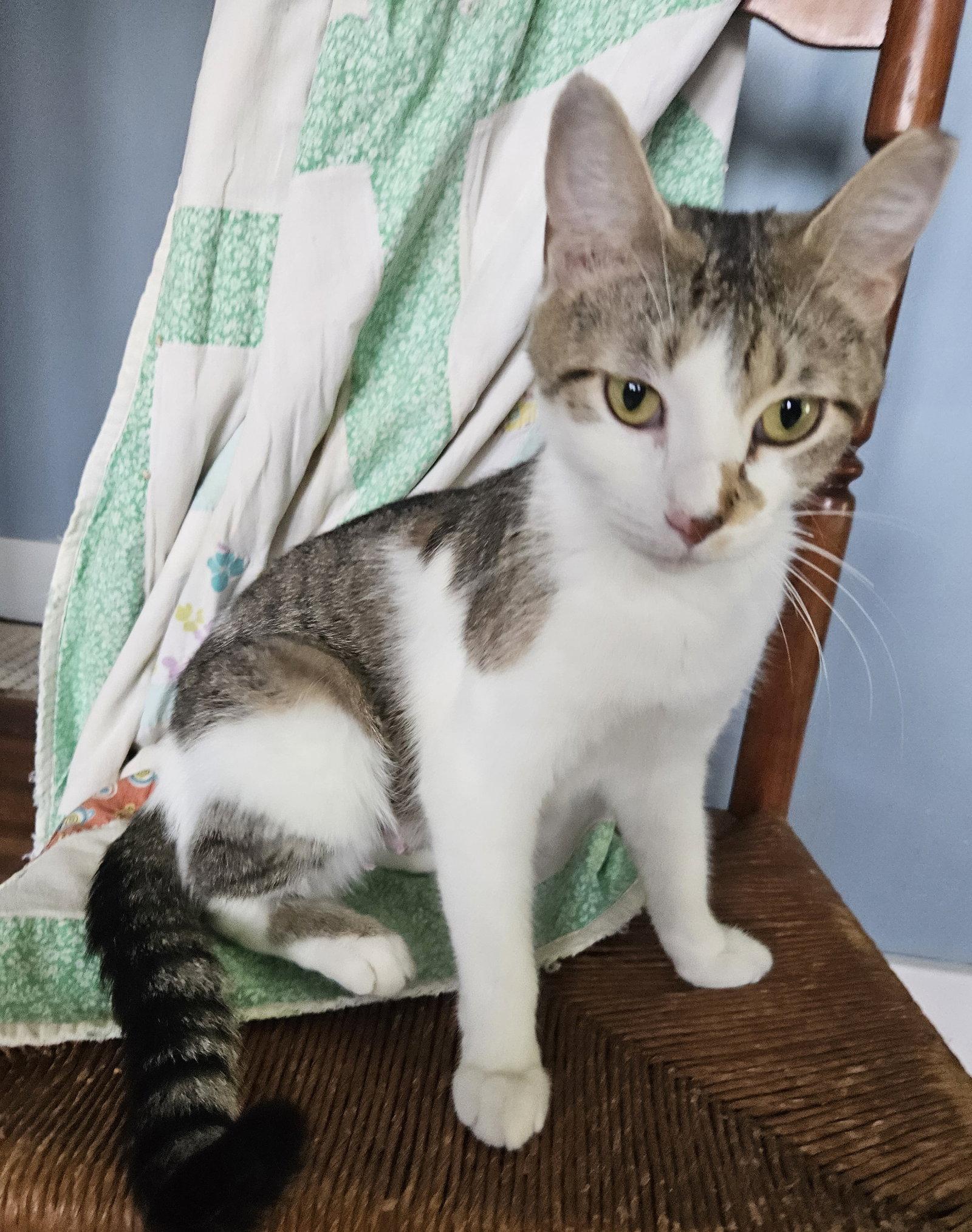Luna, Adoptable, Adult Female Domestic Medium Hair.