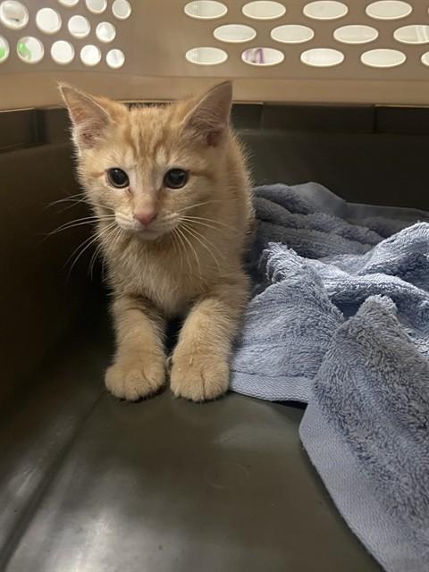 DRAGON FIRE, Adoptable, Kitten Female Domestic Short Hair.